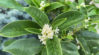 四季桂花四季香 Osmanthus fragrans is always fragrant [upl. by Igor22]