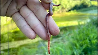 Pesco usando SOLO un AMO e un LOMBRICO VIVO Risultati SORPRENDENTI  Challenge di Pesca in Fiume [upl. by Sergu432]