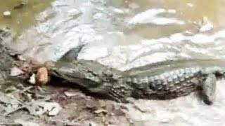 Electric Eel kills alligator ปลาไหลไฟฟ้าฆ่าจระเข้ [upl. by Fenella]