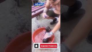 Бабай розводить псів 2 пси на відро води Babai breeds dogs 2 dogs per bucket of water shorts [upl. by Pace]