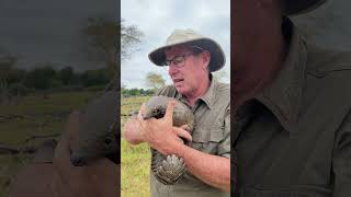 Pangolin are fascinating creatures and deserve every opportunity to thrive 🌍🙌🏻 reels ivancarter [upl. by Zsazsa]