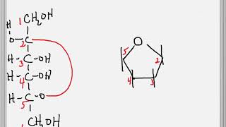 Cyclization of a Sugar to Form a Furanose Ring [upl. by Riegel173]