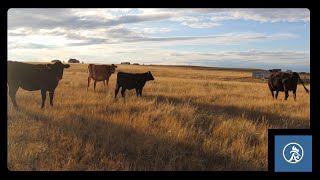 Cow AI Step 2 Pulling The CIDR  Aleman Homestead 195 [upl. by Hgielanna]