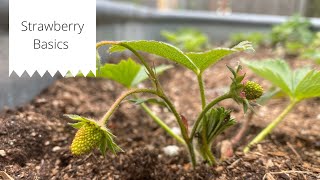 Plant with Me  Strawberry Planting Basics 🍓 [upl. by Obrien181]