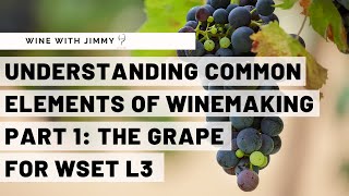 WSET Level 3 Wines  Understanding the Common Elements of Winemaking Part 1 The Grape [upl. by Zeitler]