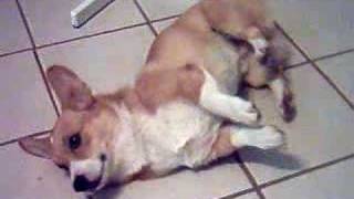 Welsh Corgi Poor Kirby Having Seizures 2 [upl. by Hsan]