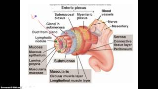 The 4 Layers of the Alimentary Canal [upl. by Lali]