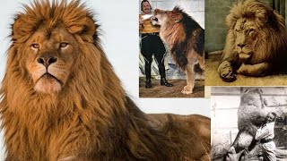 Interesting Facts and Information About Barbary Lion [upl. by Dahle103]