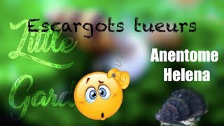 Des escargots mangeurs descargots   LANENTOME HELENA [upl. by Liagiba]