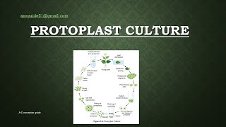 Protoplast Culture  Plant tissue culture  AZ concepts guide [upl. by Tnecnev670]