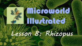 Microworld Illustrated Lesson 8 Rhizopus [upl. by Atikehs]