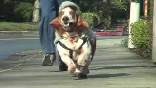 basset hound dressed as sherlock holmes running in slow motion [upl. by Anikram]