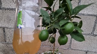 Potente Fertilizante Orgánico para Cítricos  Abono Casero Para Limonero [upl. by Rox127]