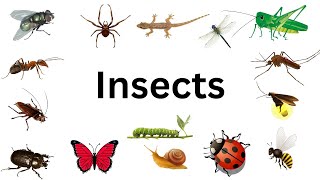 Insects name in English  Insects name for kids  Insects Name  Insects [upl. by Kiri359]