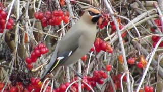 Bohemian Waxwings Feeding [upl. by Cadel443]