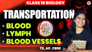 Transportation   BLOOD LYMPH  BLOOD VESSELS  Class 10 TS AP CBSE SSC Biology 2025  Sunaina [upl. by Ehav]