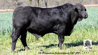 Lot 75 Pineview Gracemere 187 PP [upl. by Ardene596]