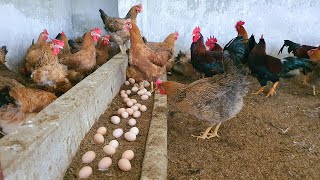 How to make your Chickens lay more eggs Secrets on poultry Farm [upl. by Corrie767]