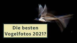 GDT Naturfotograf des Jahres 2021 Kategorie Vögel  Kommentar mit Samuel Houcken [upl. by Saiasi]