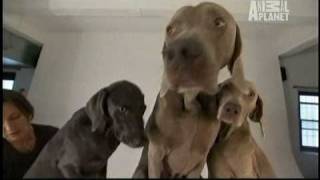 Dogs 101  Weimaraners [upl. by Eehc858]