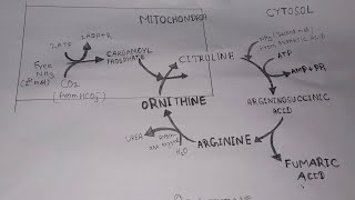 Ornithine Cycle Diagram। Urea Cycle।यूरिया चक्र। Ornithine cycle kaise Bnaen।ureacycle trending [upl. by Tiena850]