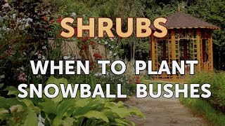 When to Plant Snowball Bushes [upl. by Ainorev289]