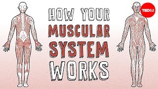 How your muscular system works  Emma Bryce [upl. by Tania]