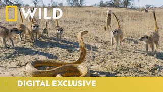 Cobra Vs Meerkat  Wild Africa  National Geographic Wild UK [upl. by Kedezihclem982]