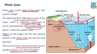 What is Photic Zone   Euphotic Zone అంటే ఏమిటి  La Excellence [upl. by Garnette554]