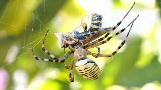 Darázspók Argiope bruennichi [upl. by Epps317]