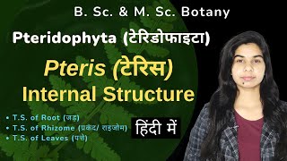 Pteridophyta  Pteris  टेरिस  Internal Structure आंतरिक संरचना  हिंदी में [upl. by Demp433]