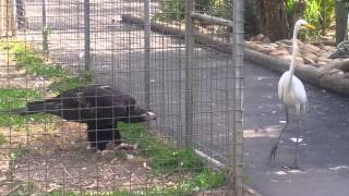 Eagle attacks bird at Featherdale Wildlife Park Sydney Australia [upl. by Manoff]