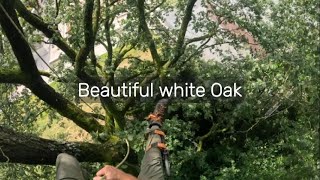 Beautiful mighty oak [upl. by Annitsirhc377]