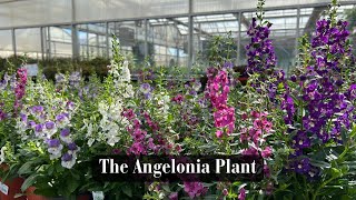 The Angelonia Plant [upl. by Eniamahs]