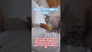 Perchè i gatti fanno la pasta [upl. by Nerita]