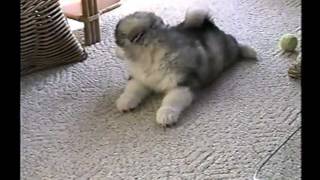 Malamute Puppy Scoldingmpg [upl. by Raymund]