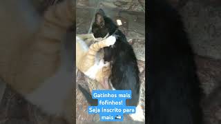 Gatinhos fofinhos só para quem é apaixonados pelos animais [upl. by Treiber]