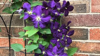 Beautiful clematis bloomingCare tips how to grow How to prune clematisNorth TexasSmall garden [upl. by Amitaf164]