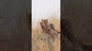 Cheetah cubs [upl. by Shamma]