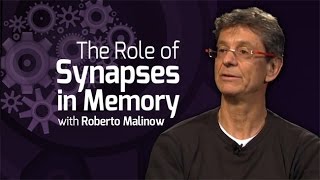 The Role of Synapses in Memory  On Our Mind [upl. by Barnum]