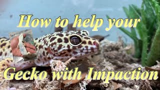 How To Avoid and treat Impaction in Leopard geckos [upl. by Aratas]