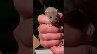 Baby stoat rescue 🐾 weasel animalrescue robertefuller [upl. by Yuille848]