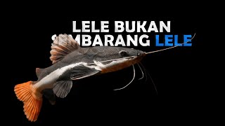 5 Jenis Ikan Lele Yang Paling Dicari [upl. by Petigny]