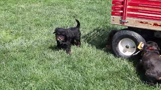 Bernedoodle Puppies For Sale [upl. by Emile]