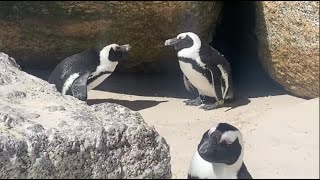 🇿🇦 Cape Town  Penguins at Boulders Beach  South Africa Ep 20  F•A•M [upl. by Streeter279]