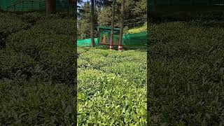 Tea Plantation Nanital song music bollywood oldisgold [upl. by Beverie977]