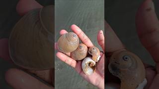 Moon snail seashells at the seashore moonsnail seashells beachtreasures shorts [upl. by Garibold]