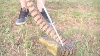 Diamondback water snake biggest water snake in TX [upl. by Gona]