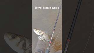 Kaçan levrek  Siz olsanız napardınız  lrf levrek levrekavı shorts [upl. by Marino]