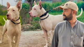 Gultair Dog Kitne Ka Lia Hamare Pas Kab Pohnche Ga  Talha Ghouri Vlogs [upl. by Mandle]